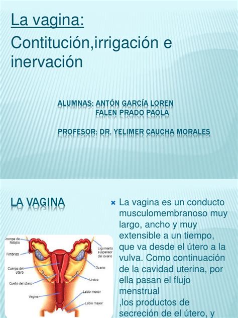 fotos de la vaginas|partes de la vagina externa.